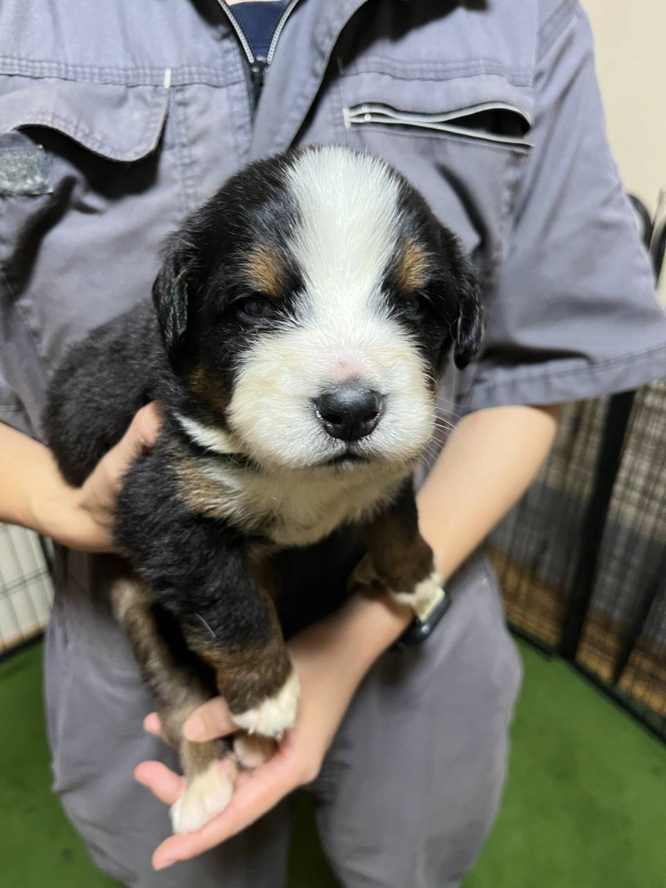 バーニーズマウンテンドッグ　ご家族様が決まりました