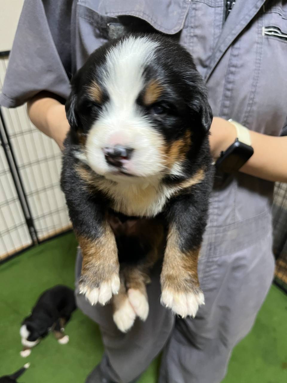 バーニーズマウンテンドッグ　ご家族様が決まりました