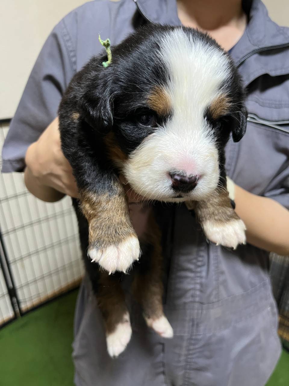 バーニーズマウンテンドッグ　ご家族様が決まりました