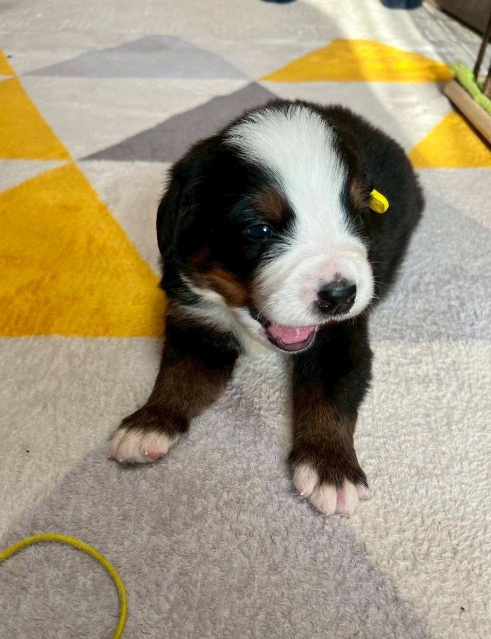 バーニーズマウンテンドッグ　ご家族様が決まりました