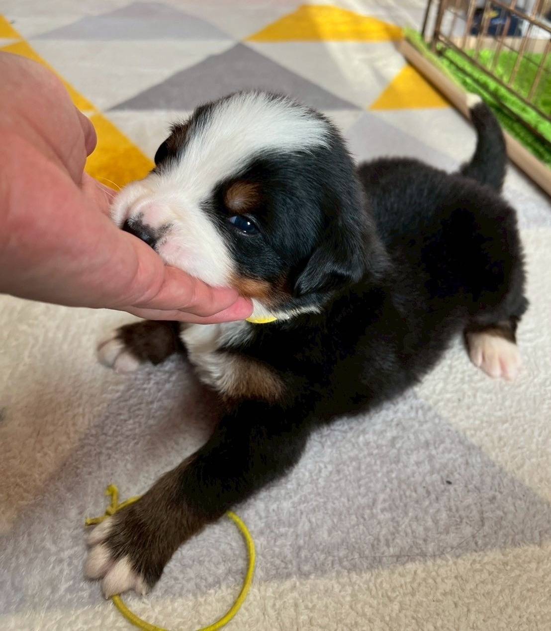 バーニーズマウンテンドッグ　ご家族様が決まりました