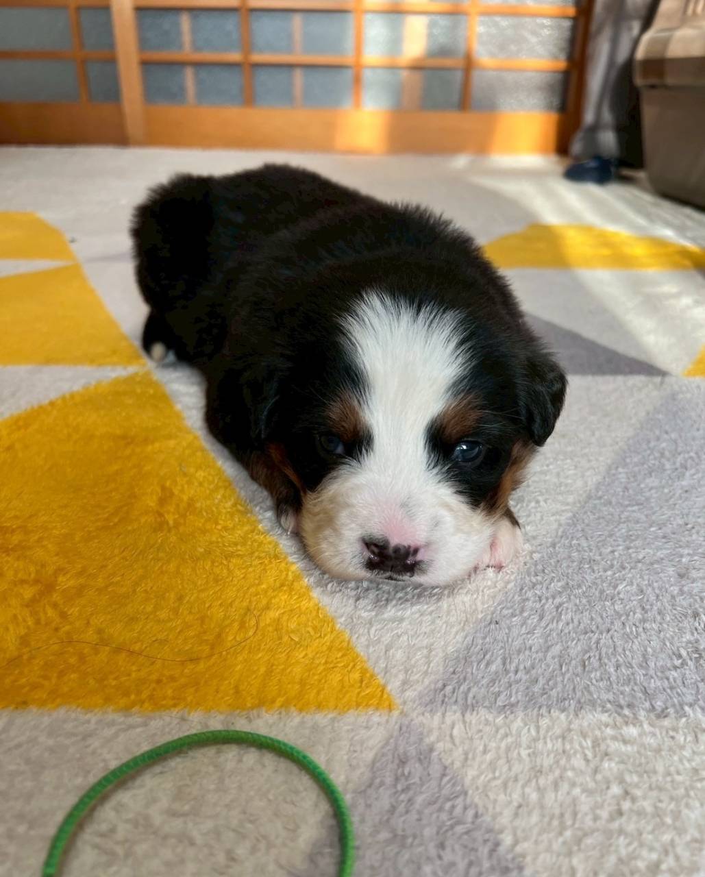 バーニーズマウンテンドッグ　ご家族様が決まりました