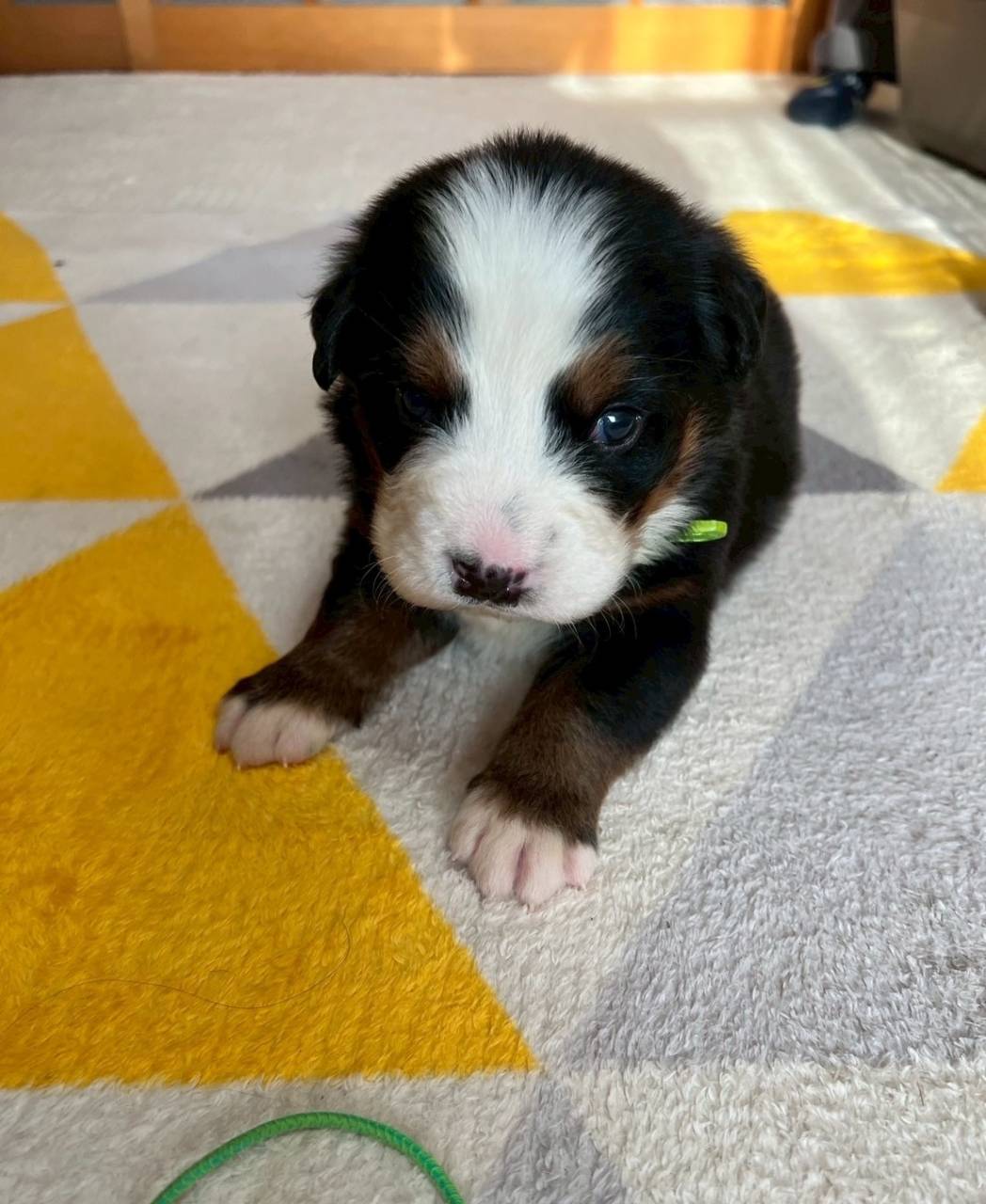 バーニーズマウンテンドッグ　ご家族様が決まりました