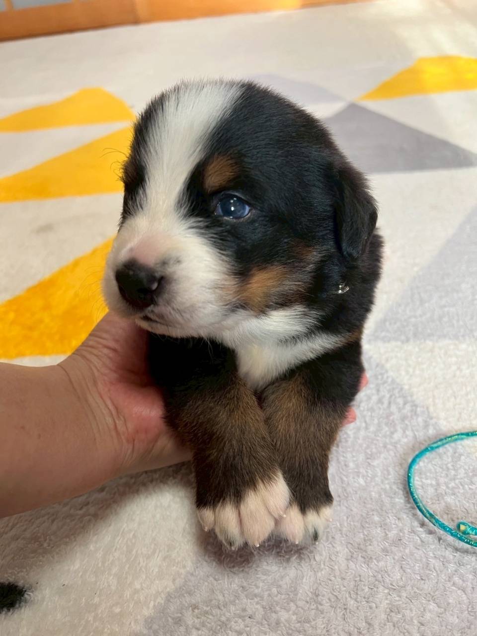 バーニーズマウンテンドッグ　ご家族様が決まりました