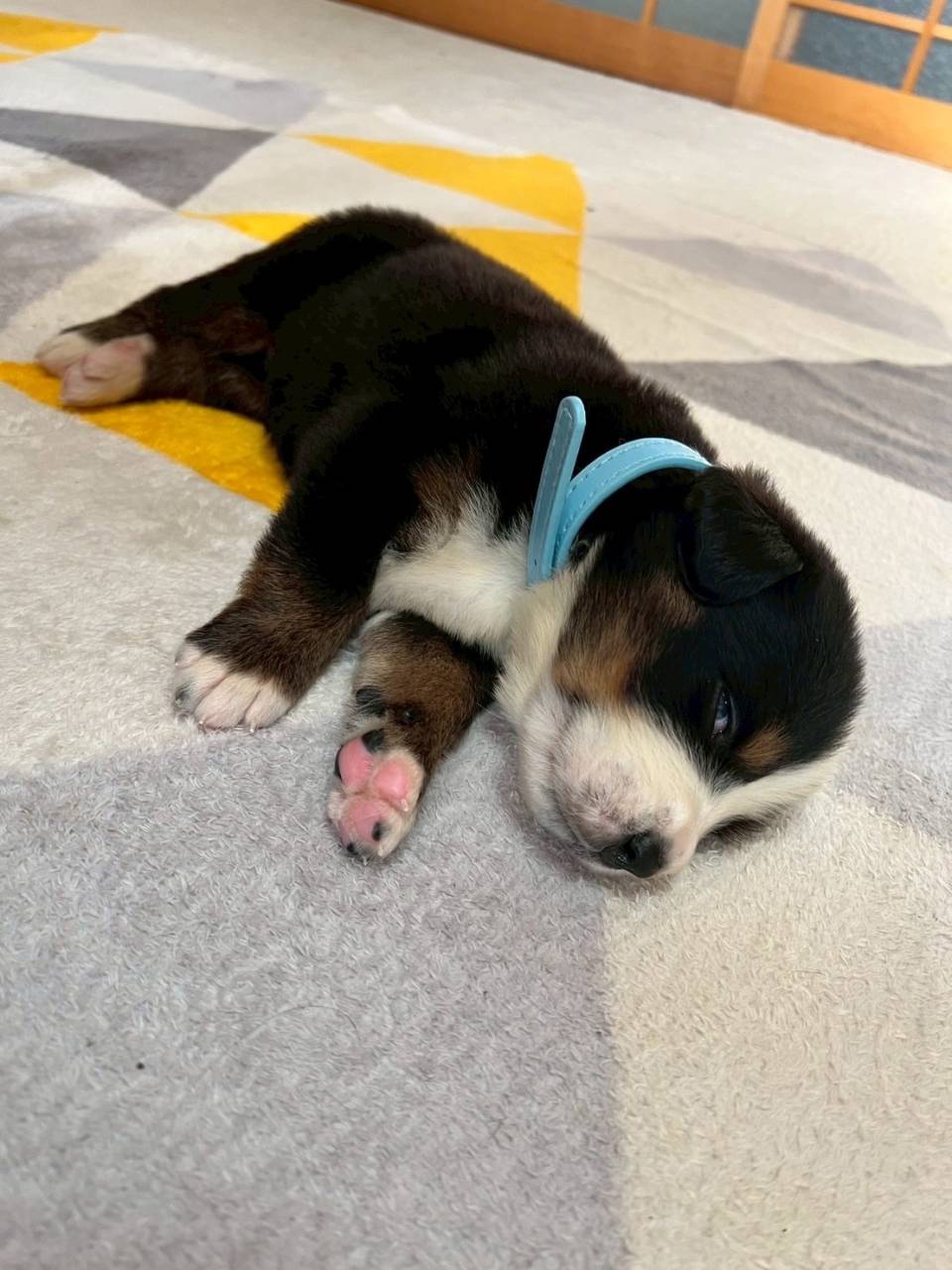 バーニーズマウンテンドッグ　ご家族様が決まりました