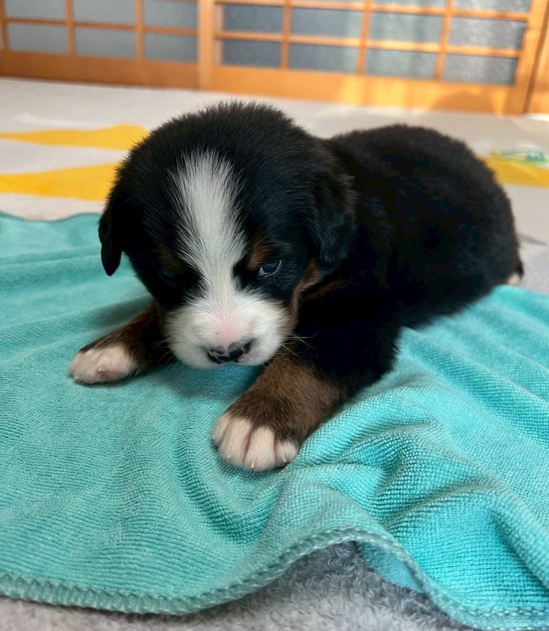 バーニーズマウンテンドッグ　ご家族様が決まりました