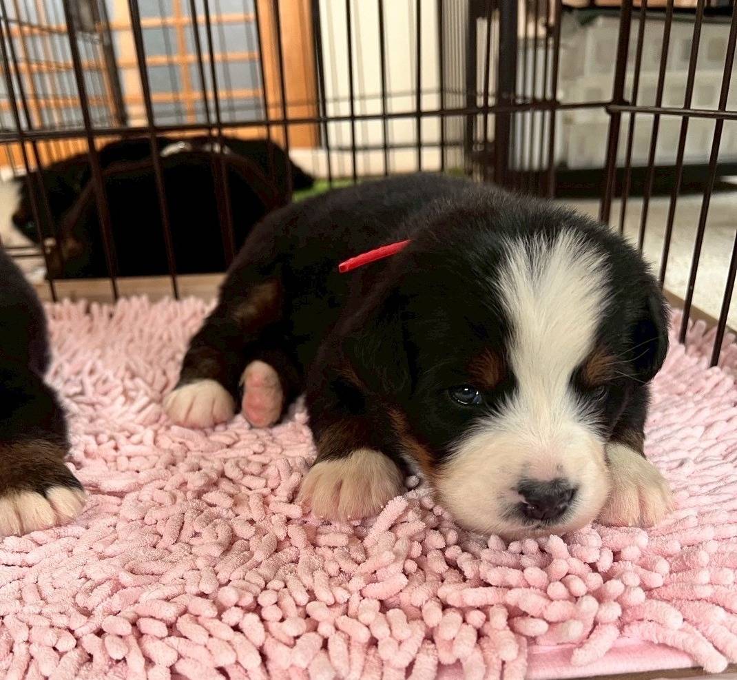 バーニーズマウンテンドッグ　ご家族様が決まりました