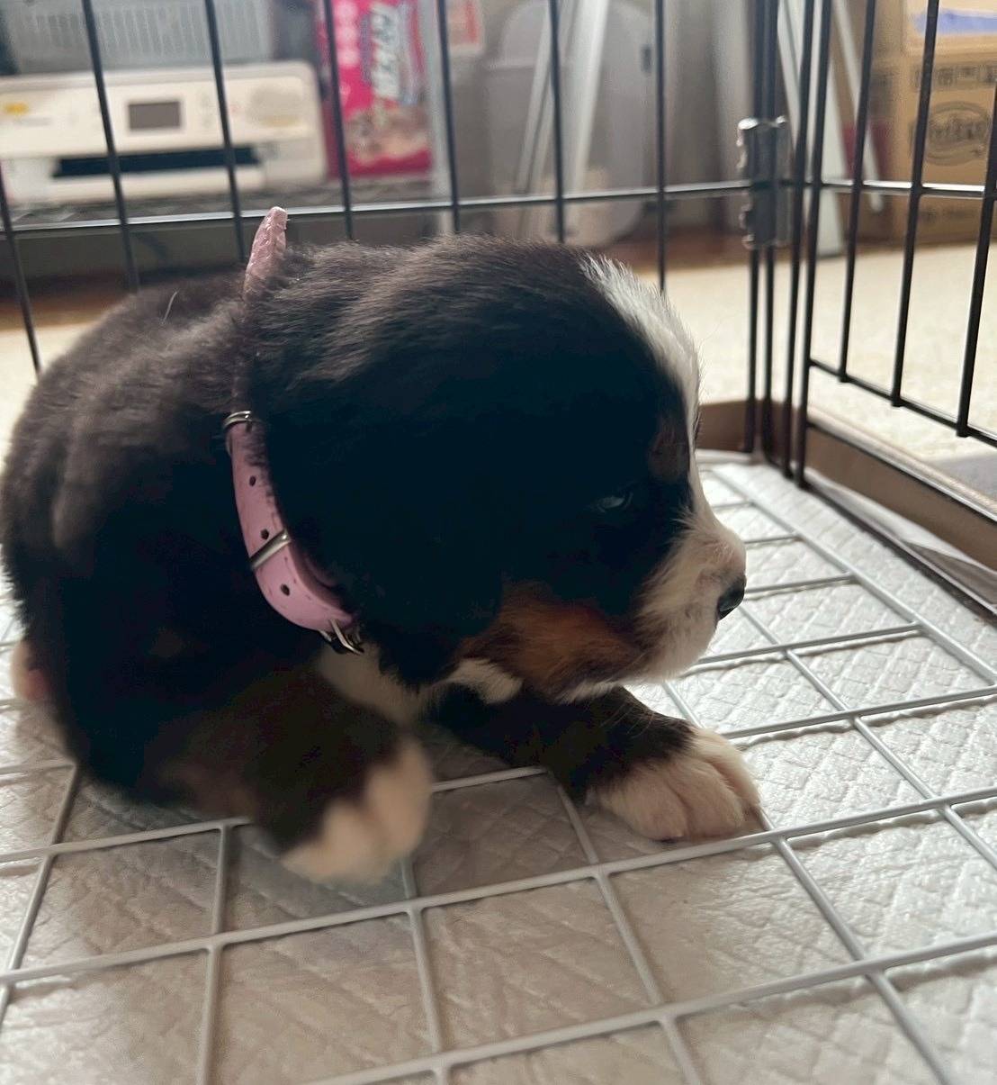 バーニーズマウンテンドッグ　ご家族様が決まりました