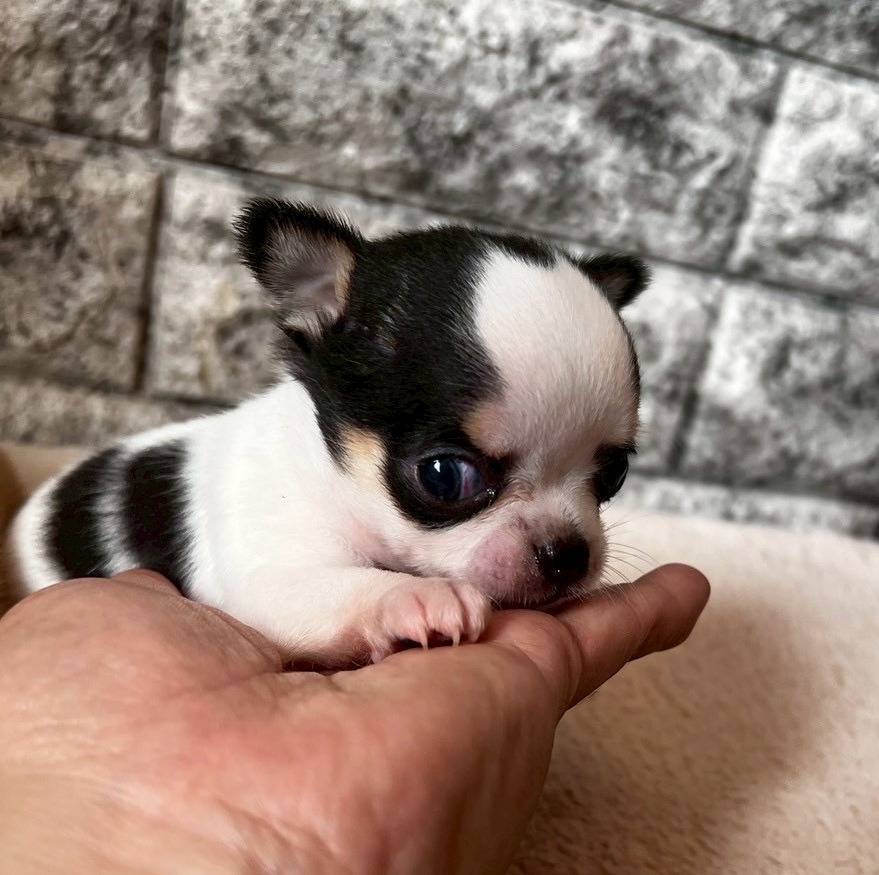 チワワ（スムース）ご家族様決まりました。