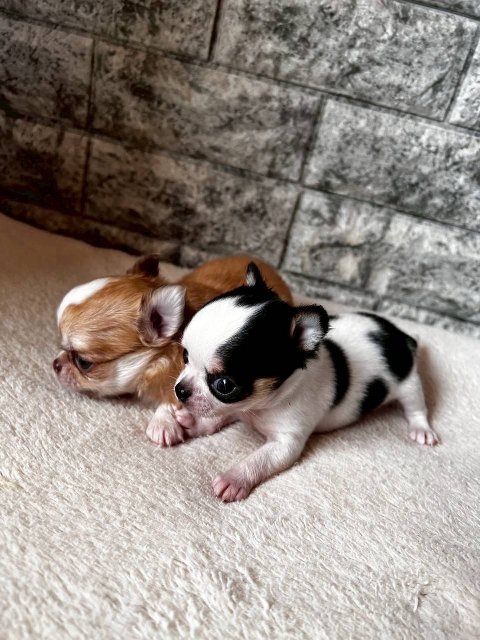 チワワ（スムース）ご家族様決まりました。