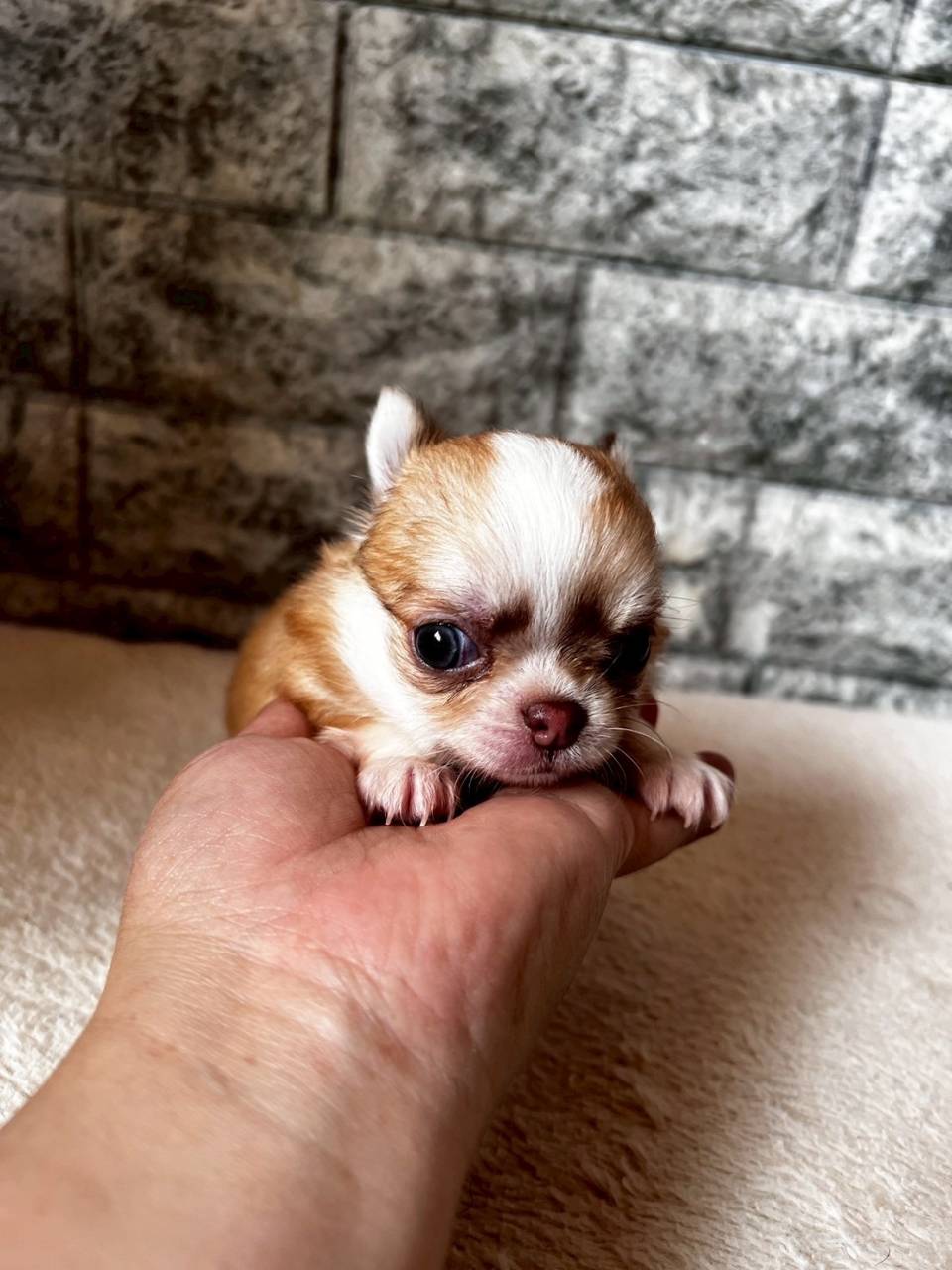 チワワ（ロングコート）ご家族さま決まりました。