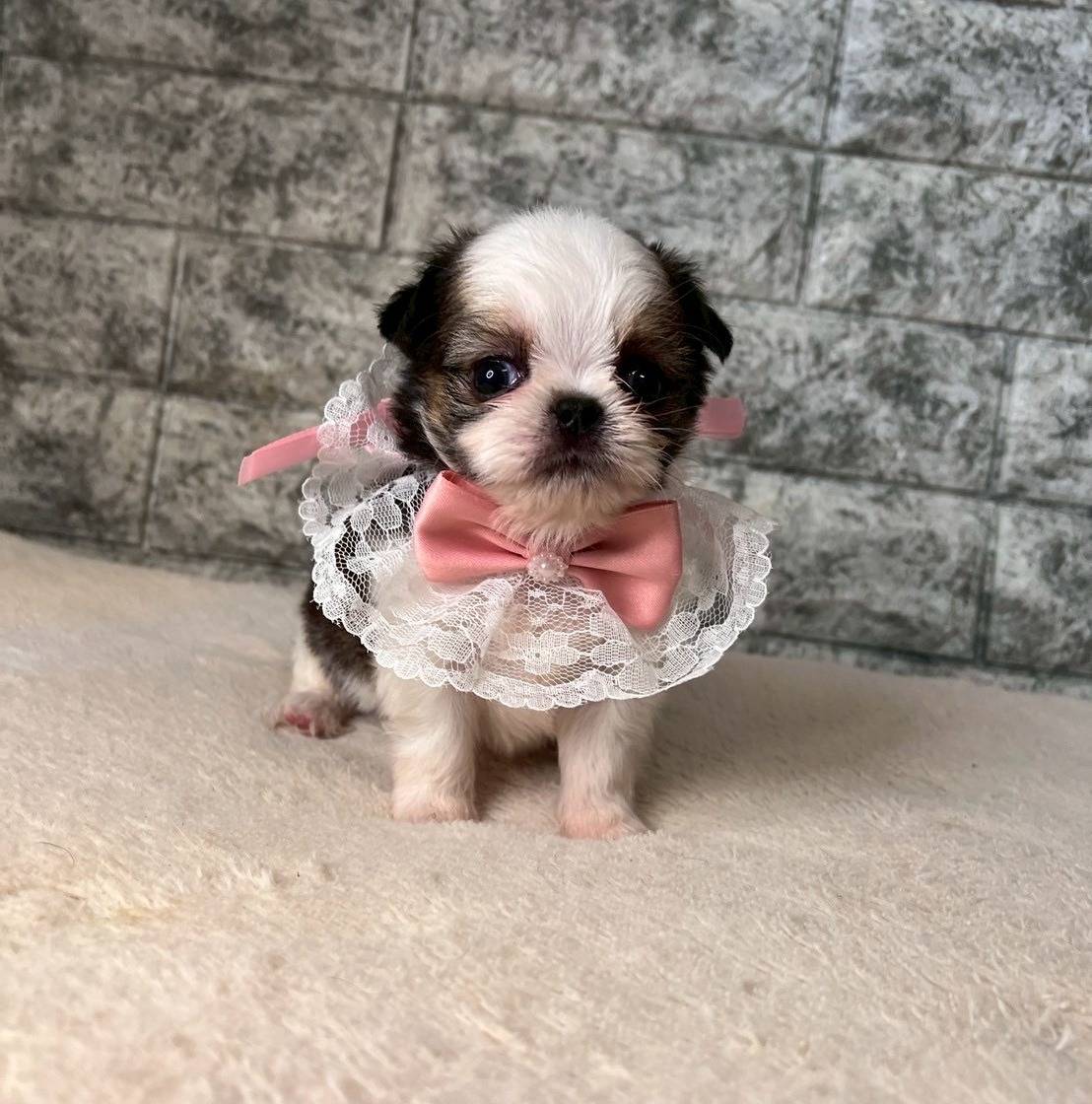 チワシーズー（チワワ×シーズー）ご家族様が決まりました