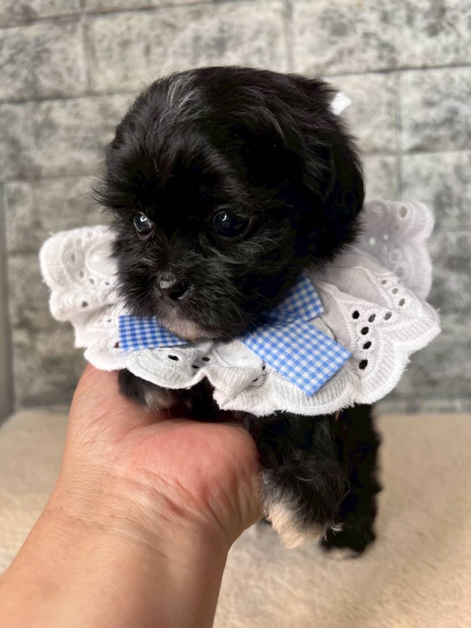 チワシーズー（チワワ×シーズー）ご家族様が決まりました