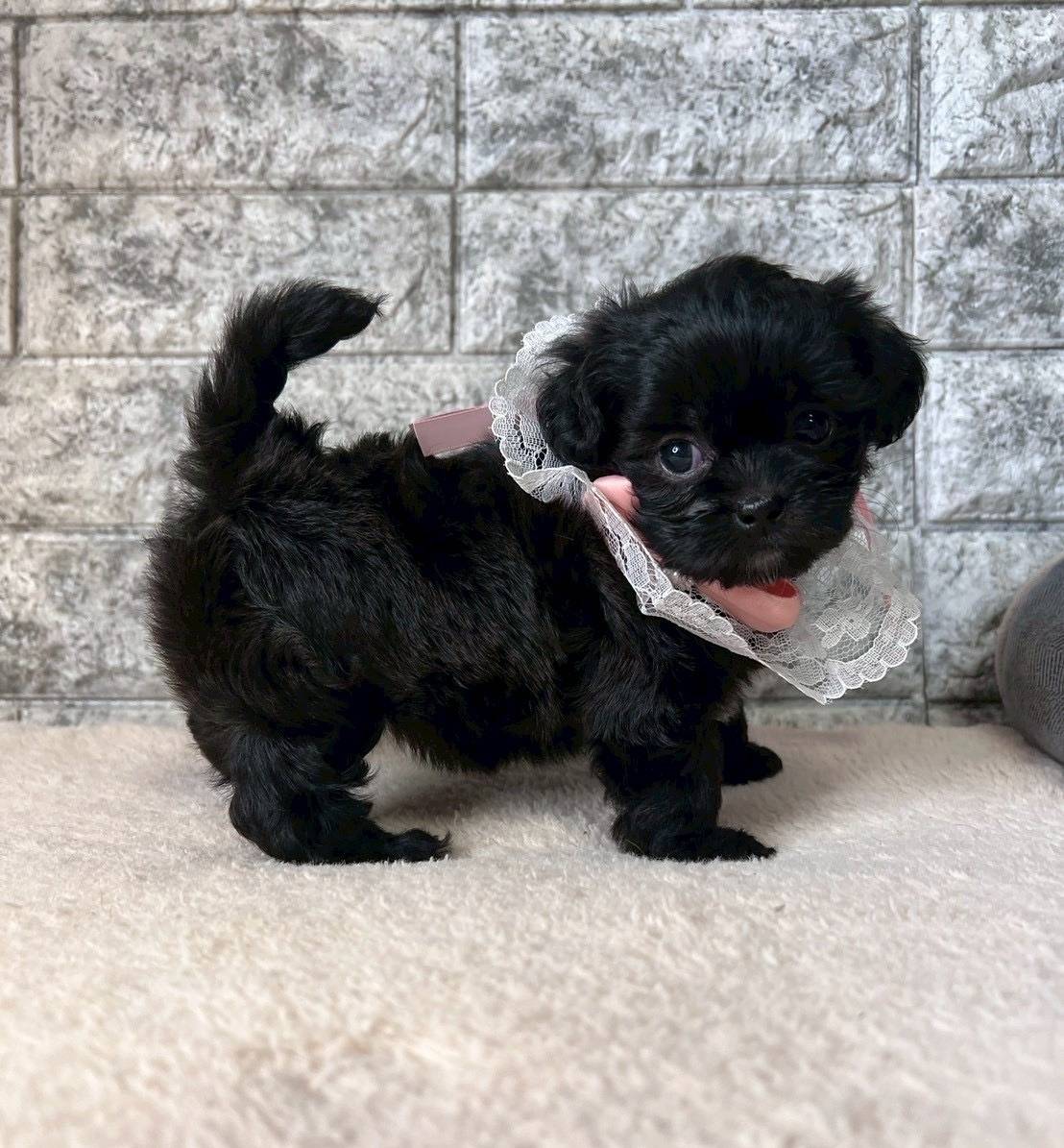 プーシーズー（トイプードル×シーズー）ご家族様が決まりました