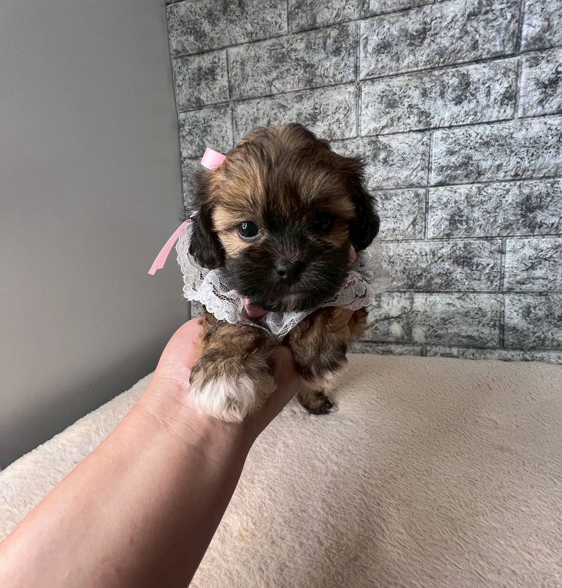 チワシーズー（チワワ×シーズー）ご家族様が決まりました