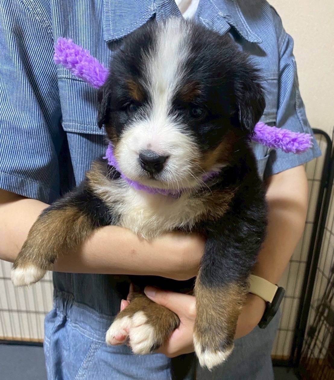 バーニーズマウンテンドッグ　ご家族様が決まりました