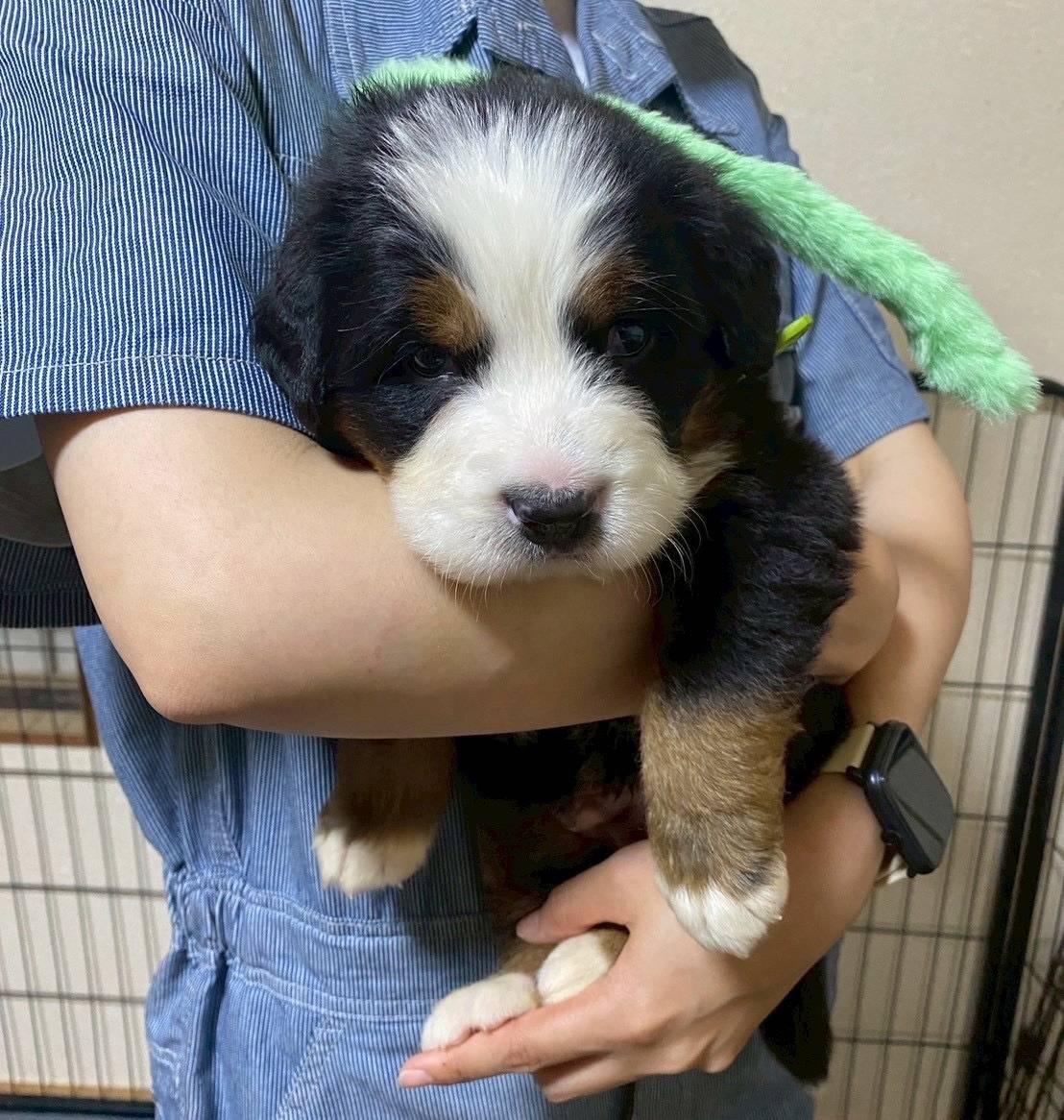 バーニーズマウンテンドッグ　ご家族様が決まりました