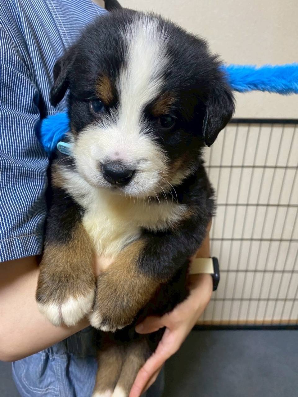 バーニーズマウンテンドッグ　ご家族様が決まりました