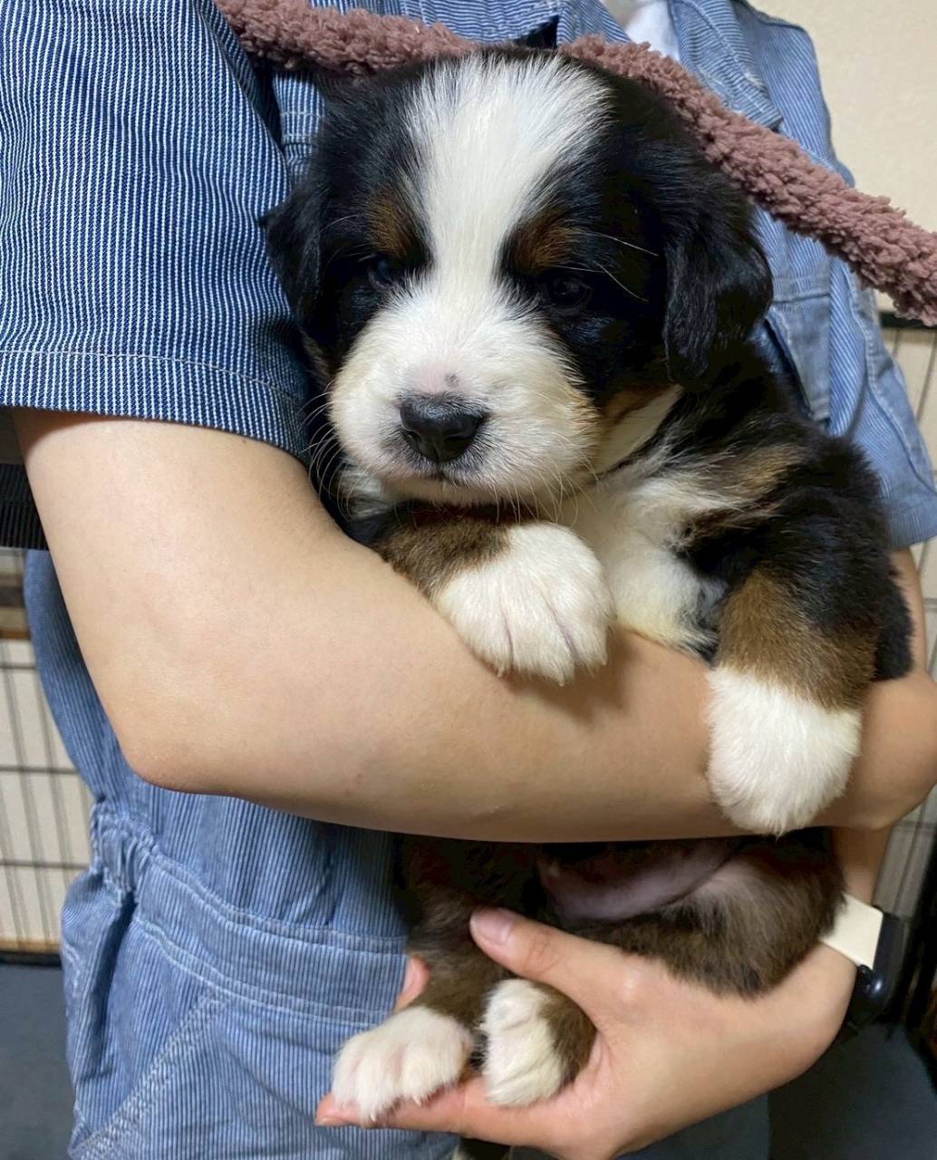 バーニーズマウンテンドッグ　ご家族様が決まりました