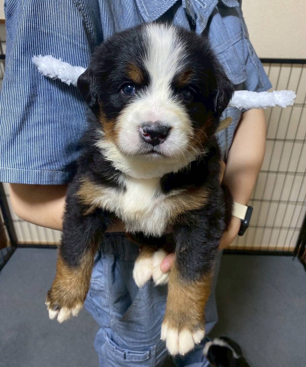 バーニーズマウンテンドッグ　ご家族様が決まりました