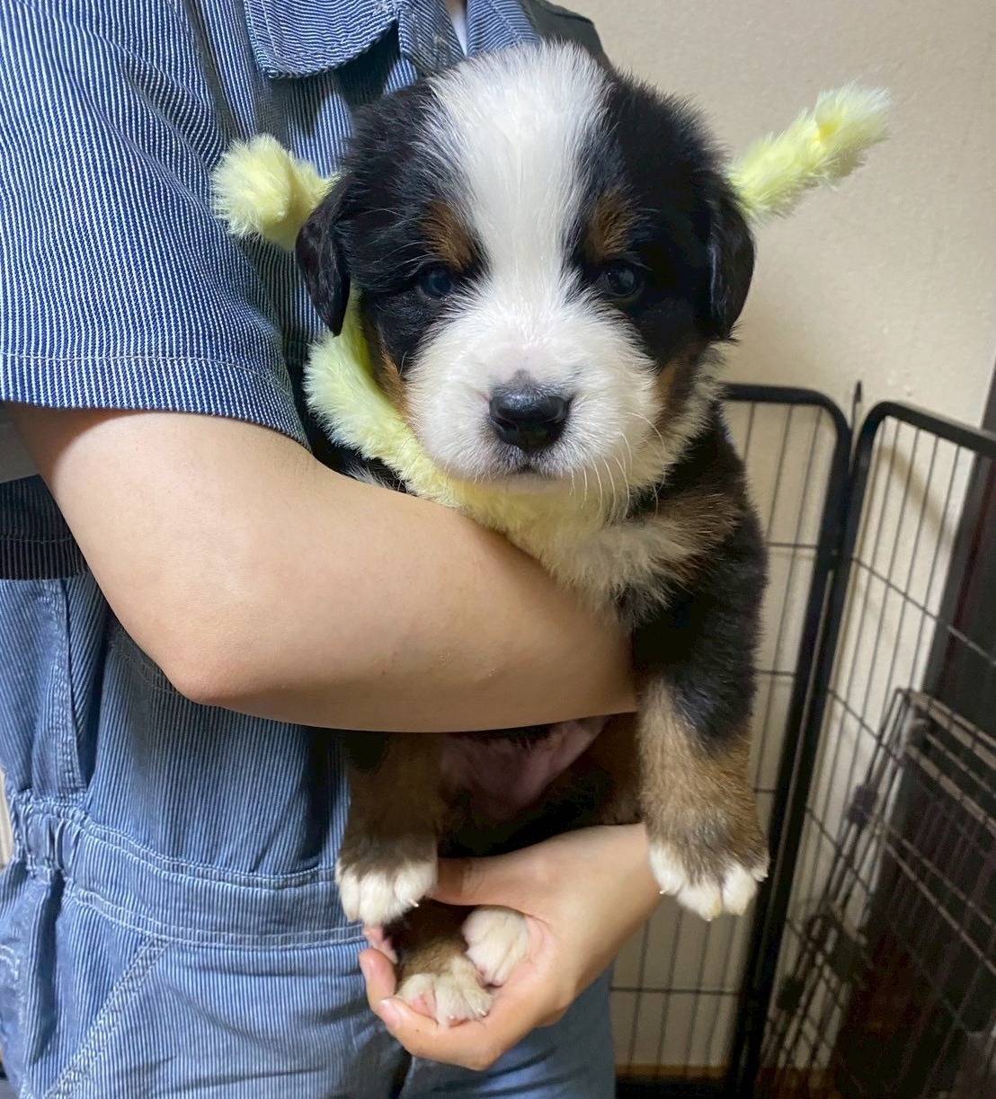 バーニーズマウンテンドッグ　ご家族様が決まりました