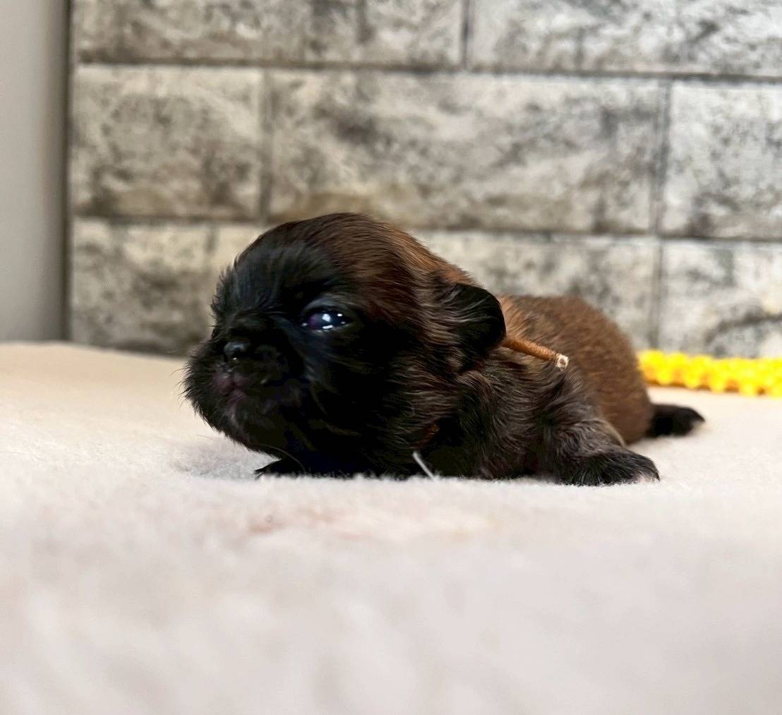 ペキニーズ　ご家族様が決まりました。