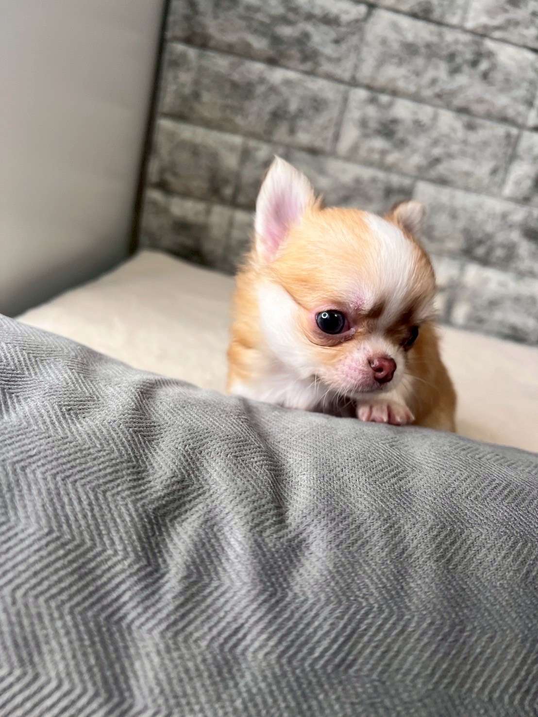 チワワ（ロングコート）ご家族さま決まりました。