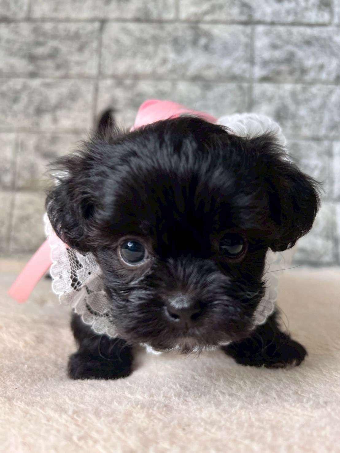 チワシーズー（チワワ×シーズー）ご家族様が決まりました