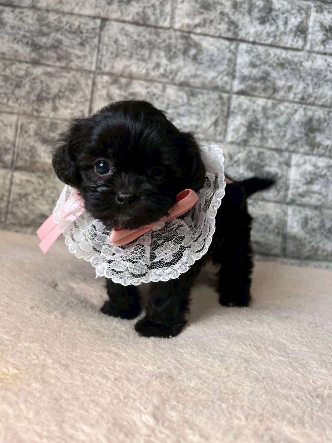 チワシーズー（チワワ×シーズー）ご家族様が決まりました