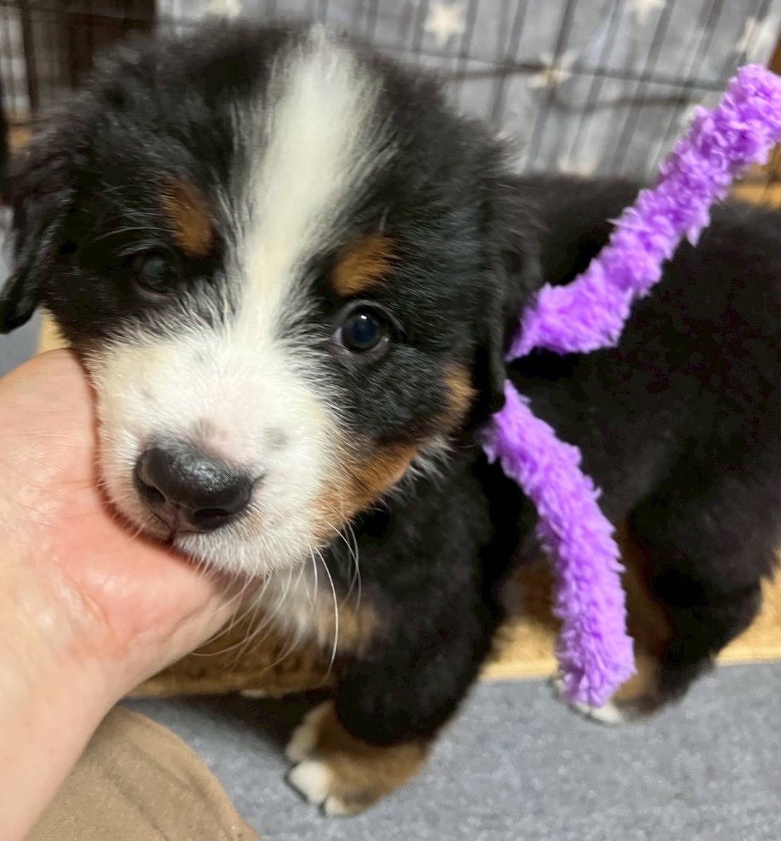 バーニーズマウンテンドッグ　ご家族様が決まりました