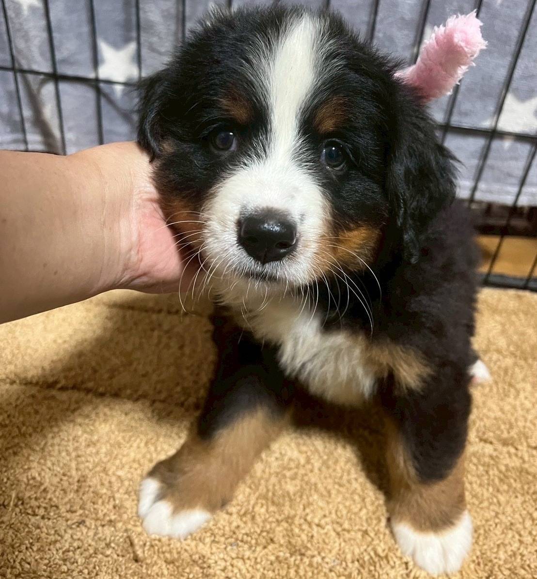 バーニーズマウンテンドッグ　ご家族様が決まりました