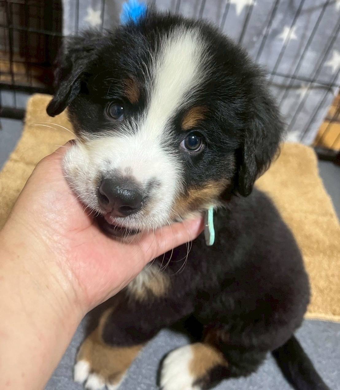 バーニーズマウンテンドッグ　ご家族様が決まりました