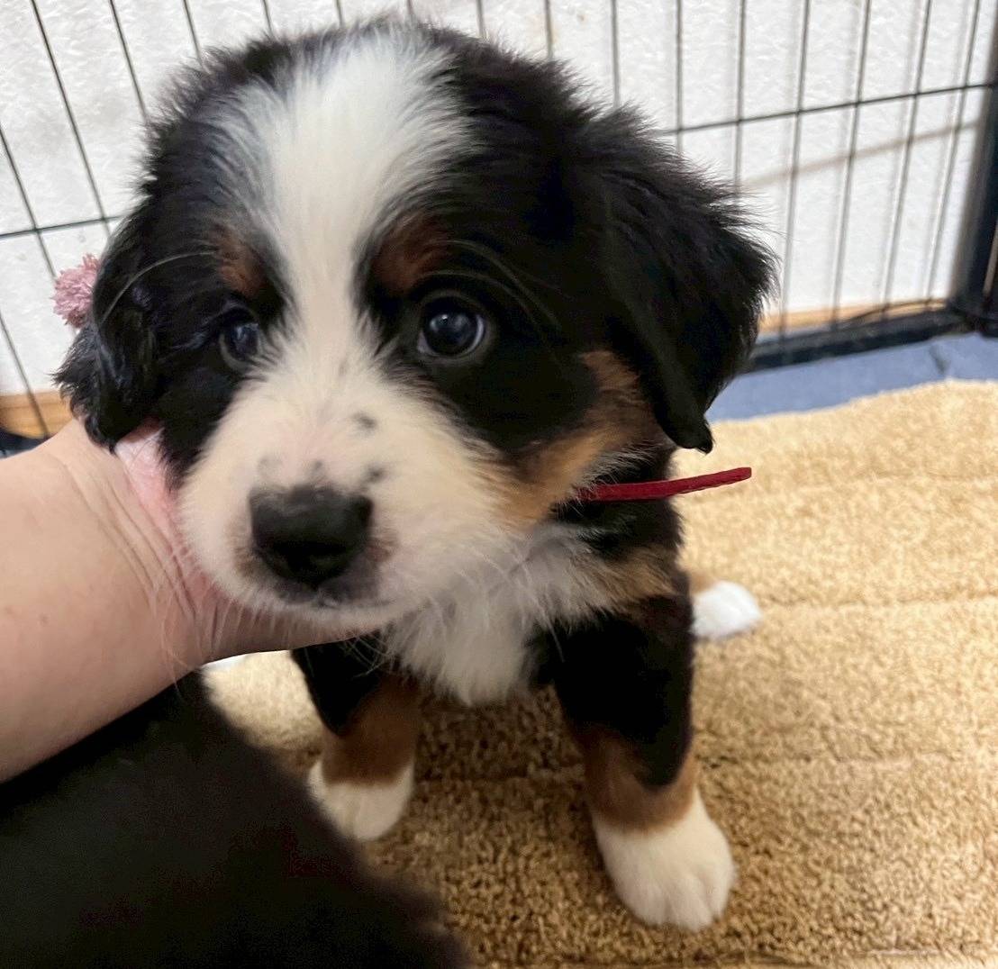 バーニーズマウンテンドッグ　ご家族様が決まりました