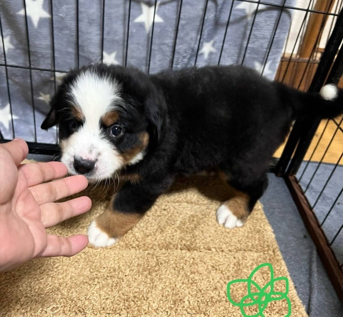 バーニーズマウンテンドッグ　ご家族様が決まりました