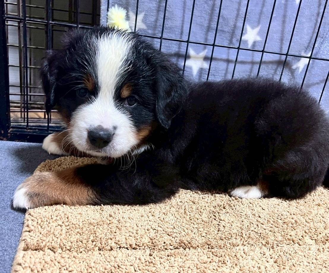 バーニーズマウンテンドッグ　ご家族様が決まりました