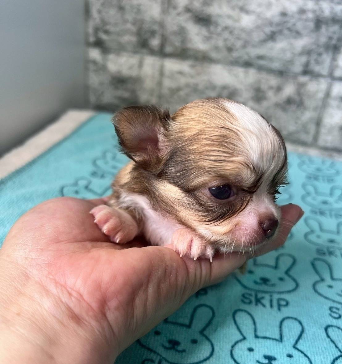 チワワ（ロングコート）ご家族様決まりました