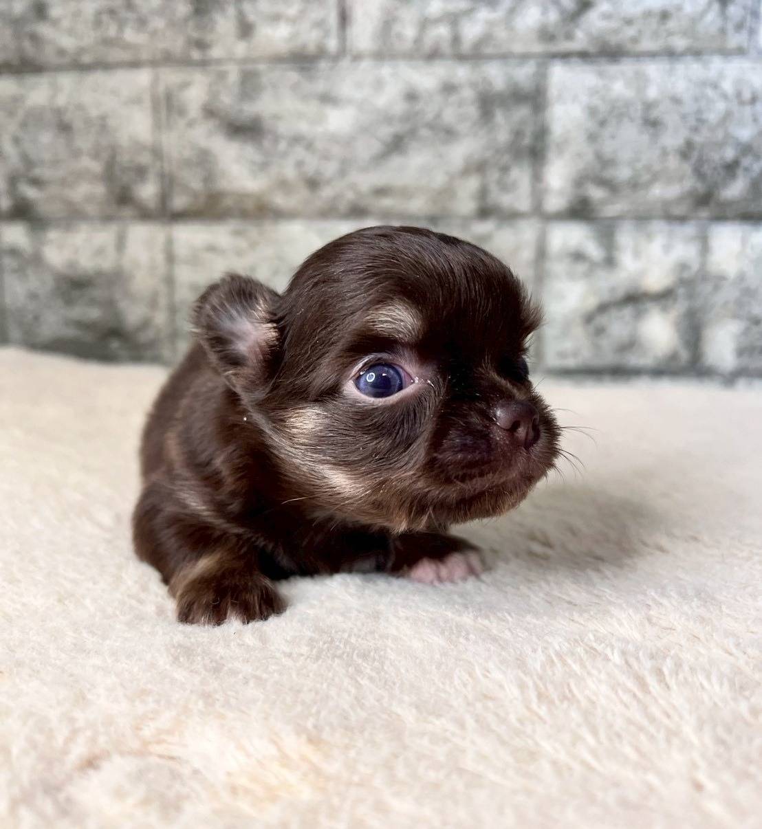 チワワ（ロングコート）ご家族様が決まりました