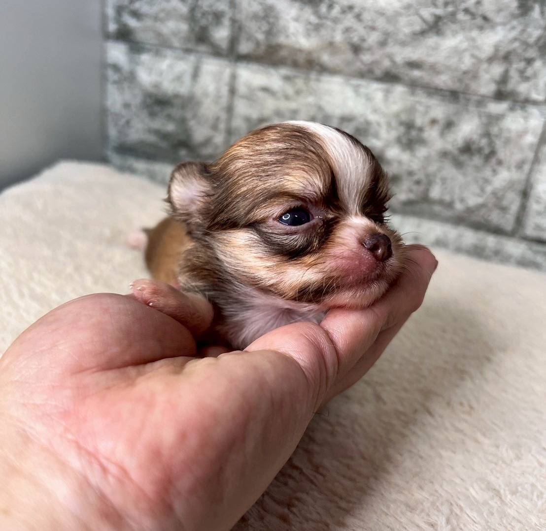 チワワ（ロングコート）ご家族様が決まりました