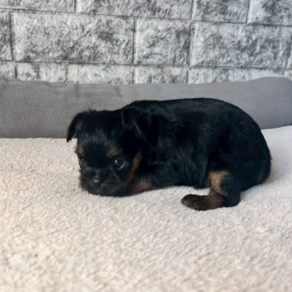 ベルジアングリフォン　ご家族様決まりました。