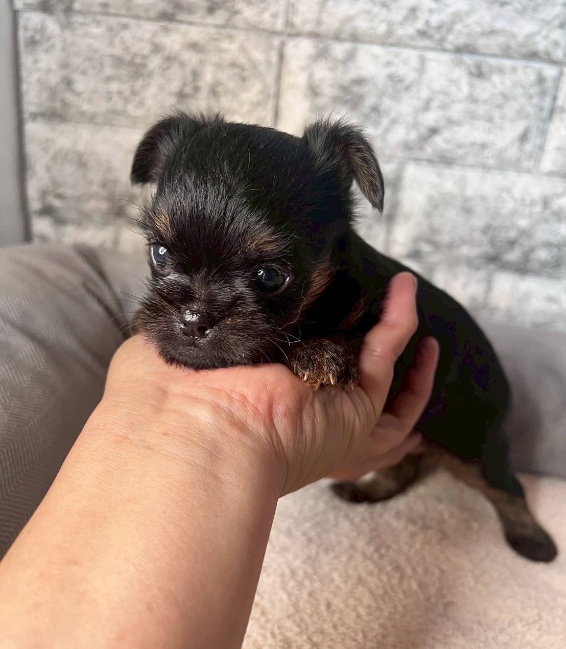 ベルジアングリフォン　ご家族様決まりました。