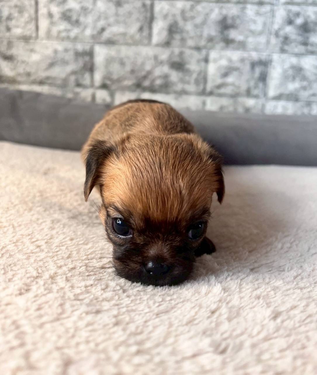 ブリュッセルグリフォン　ご家族様募集中です。