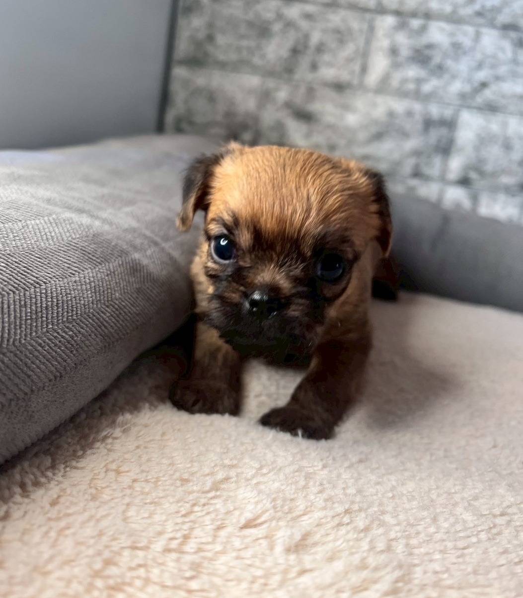 ブリュッセルグリフォン　ご家族様募集中です。