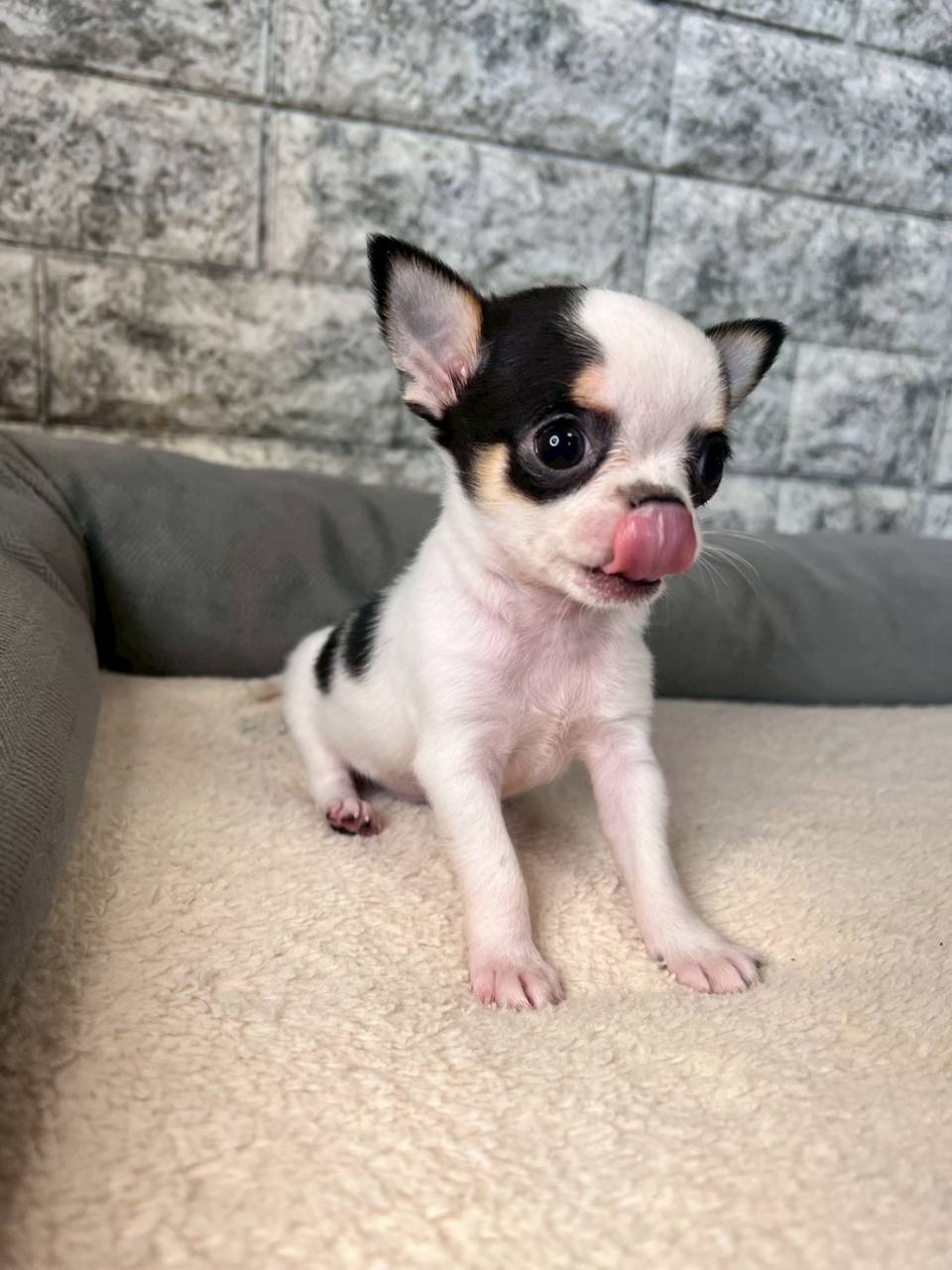 チワワ（スムース）ご家族様決まりました。