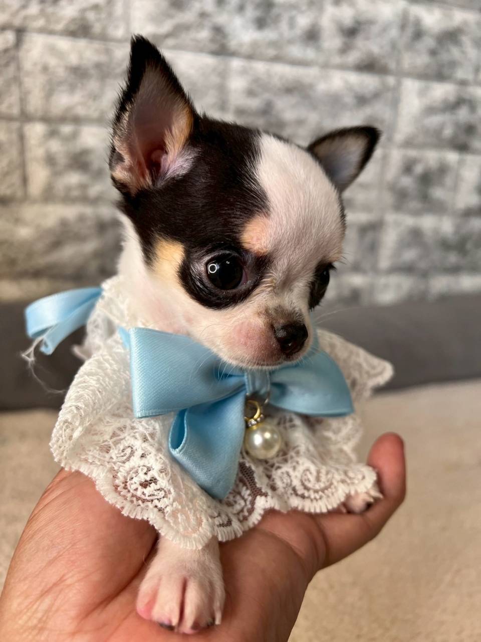 チワワ（スムース）ご家族様決まりました。