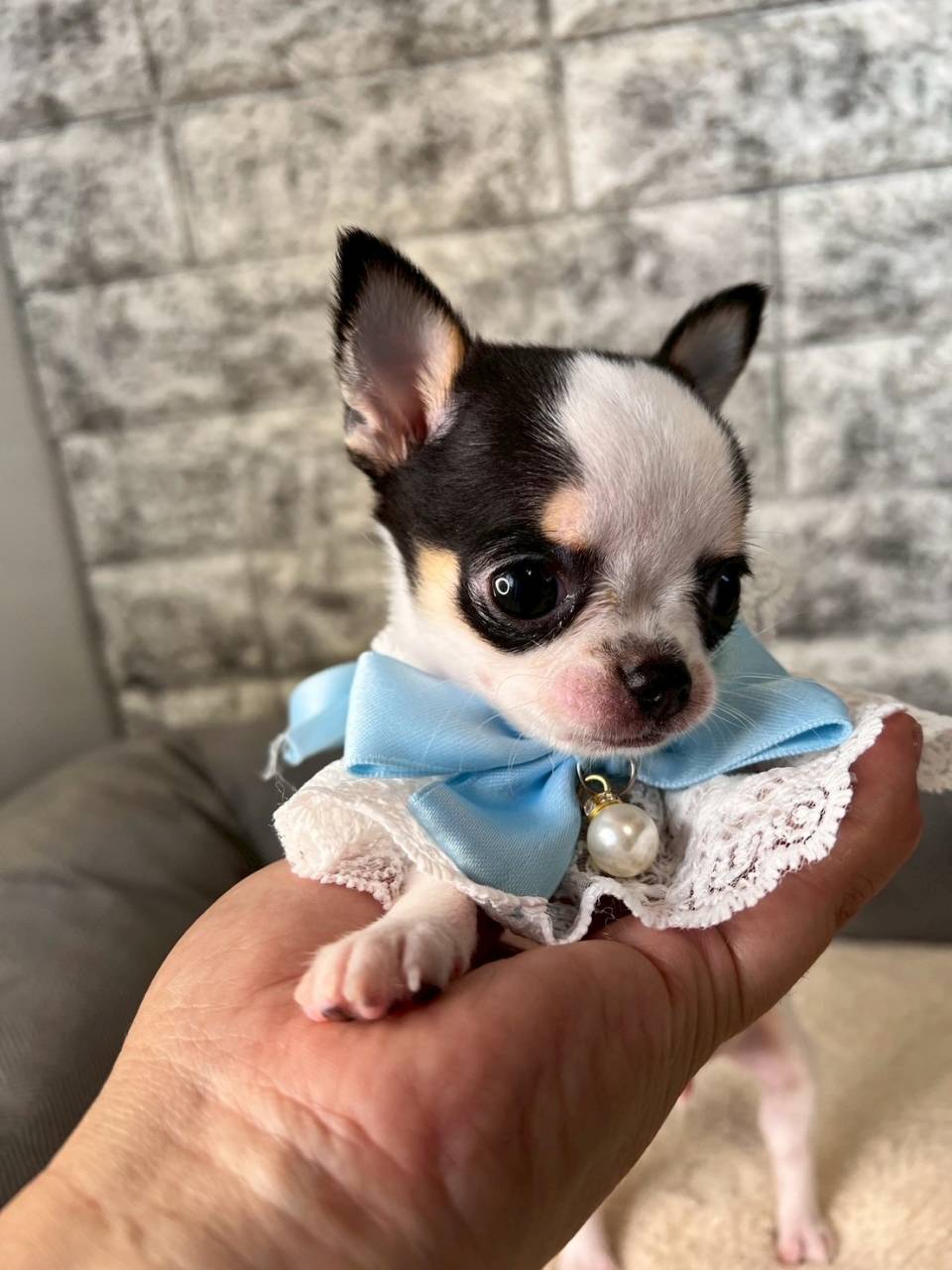 チワワ（スムース）ご家族様決まりました。