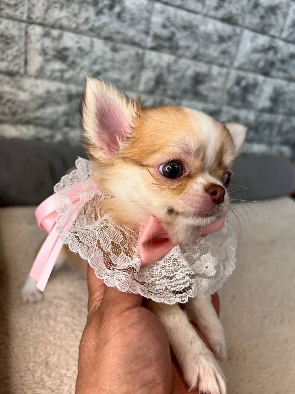 チワワ（ロングコート）ご家族さま決まりました。