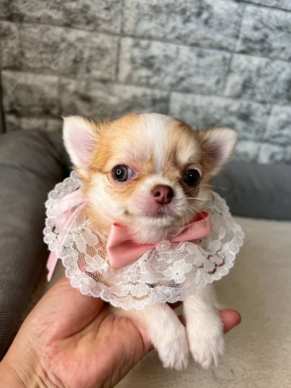 チワワ（ロングコート）ご家族さま決まりました。