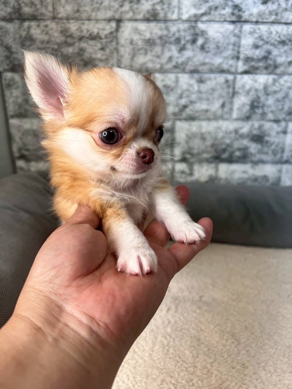 チワワ（ロングコート）ご家族さま決まりました。