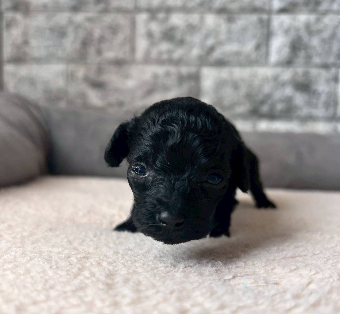 トイプードル　ご家族様が決まりました。