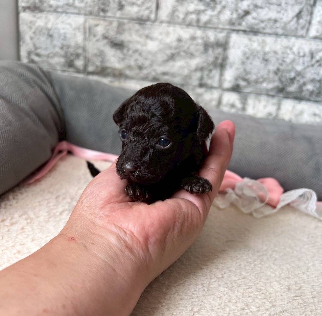 トイプードル　ご家族様が決まりました。